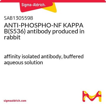 ANTI-PHOSPHO-NF KAPPA B(S536) antibody produced