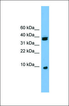 Anti-RPS21 antibody produced in rabbit