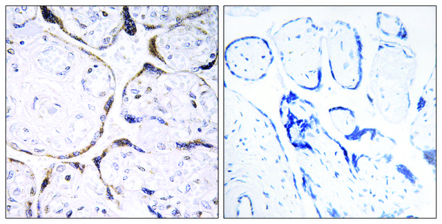 Anti-POFUT2 antibody produced in rabbit