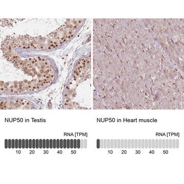 Anti-NUP50 antibody produced in rabbit