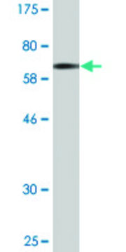 Monoclonal Anti-GPSM1 antibody produced in
