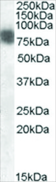 Anti-Cortactin/EMS1 antibody produced in goat