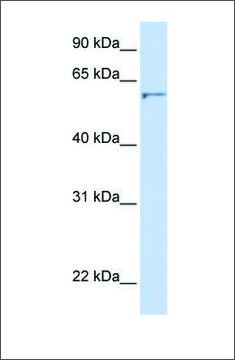 Anti-DHCR24 antibody produced in rabbit