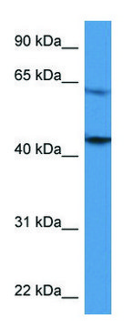 Anti-F2R (C-terminal) antibody produced in