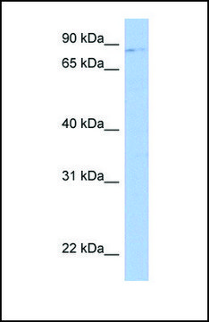 Anti-LRRC33 antibody produced in rabbit
