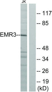 Anti-EMR3 antibody produced in rabbit