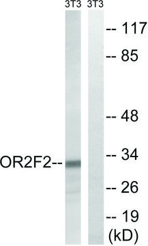 Anti-OR2F2 antibody produced in rabbit