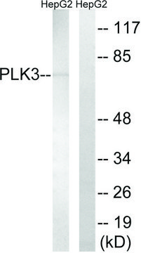 Anti-PLK3 antibody produced in rabbit