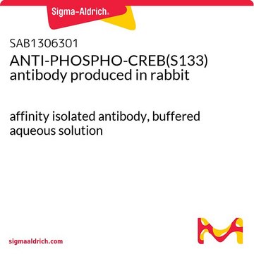 ANTI-PHOSPHO-CREB(S133) antibody produced in rabbit