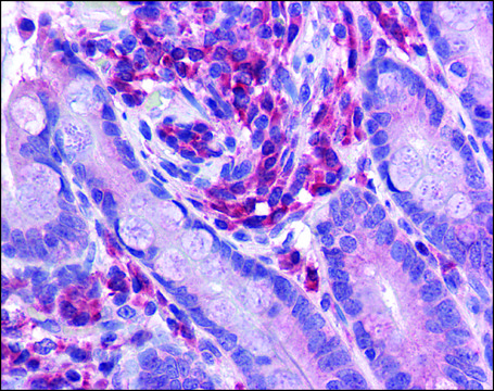Anti-NLRC3 antibody produced in rabbit
