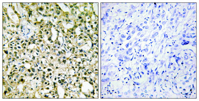 Anti-MYC antibody produced in rabbit