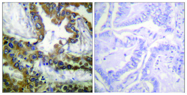 Anti-VEGFR2 antibody produced in rabbit