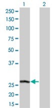 Monoclonal Anti-PSPH antibody produced in
