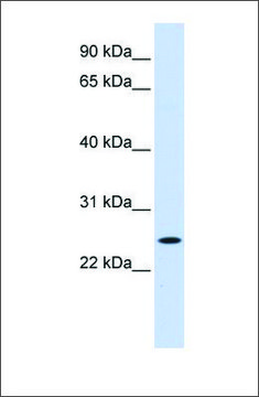 Anti-NOL3 antibody produced in rabbit