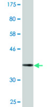 Monoclonal Anti-SLC4A1AP antibody produced in