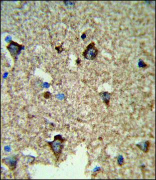 ANTI-GP1BB (C-TERM) antibody produced in