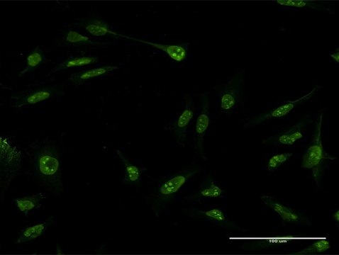 Monoclonal Anti-SUMO3 antibody produced in