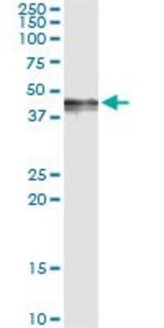 Monoclonal Anti-PDGFD antibody produced in