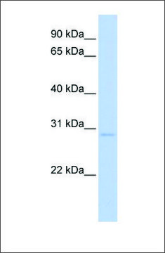 Anti-NR0B2 (ab1) antibody produced in