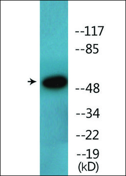 Anti-phospho-ATF2 (pSer112 or 94) antibody