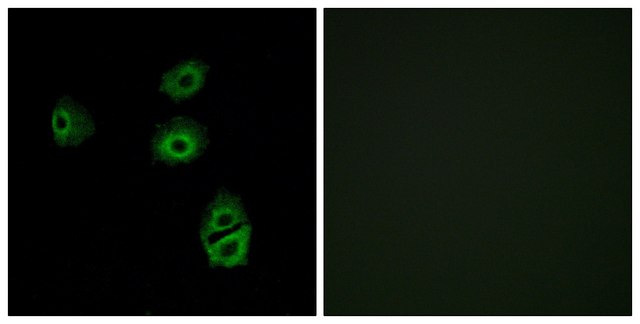 Anti-OR2B2 antibody produced in rabbit