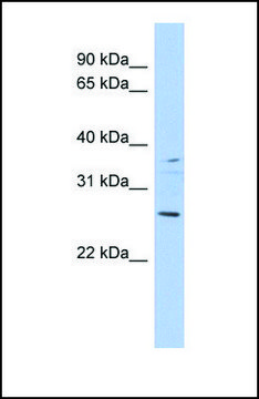 Anti-ASCL2 antibody produced in rabbit