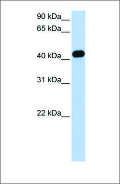Anti-CKMT2 antibody produced in rabbit