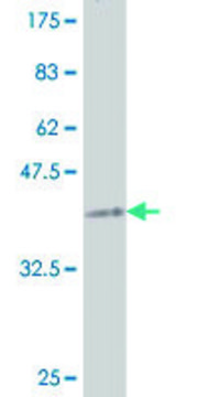 ANTI-SMAD1 antibody produced in mouse