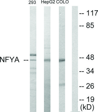 Anti-NFYA antibody produced in rabbit