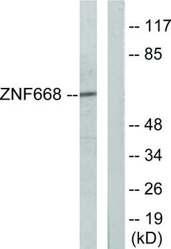 Anti-ZNF668 antibody produced in rabbit