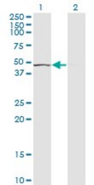 Monoclonal Anti-TUFM, (C-terminal) antibody produced