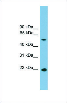 Anti-HDGFRP3 antibody produced in rabbit