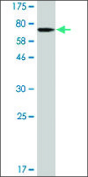 Monoclonal Anti-PLEKHO1 antibody produced in