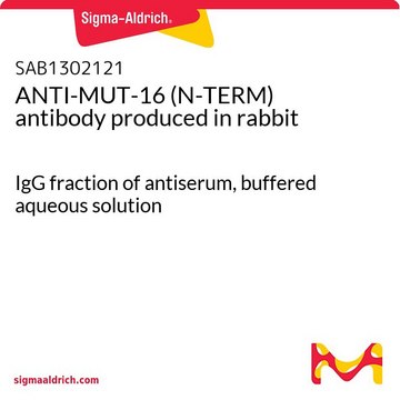 ANTI-MUT-16 (N-TERM) antibody produced in