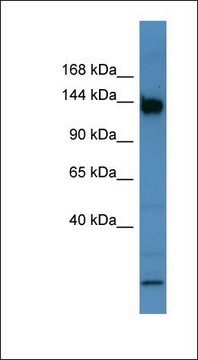 Anti-BNC1 antibody produced in rabbit