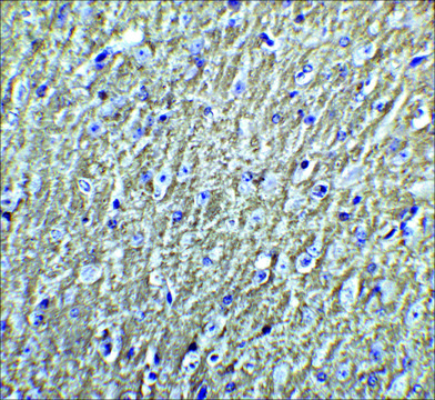 Anti-DCLK3 antibody produced in rabbit
