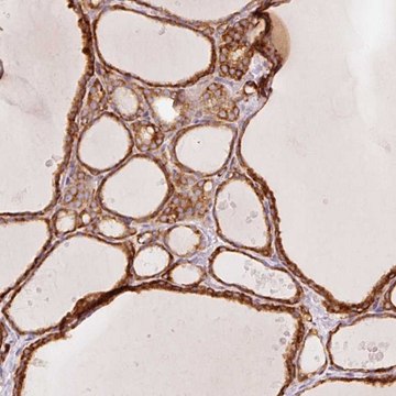 Anti-OR13C3 antibody produced in rabbit