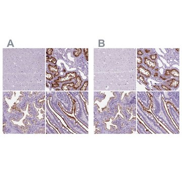 Anti-MME antibody produced in rabbit