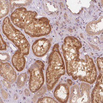Anti-PCDHB1 antibody produced in rabbit
