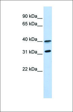 Anti-GPR27 antibody produced in rabbit