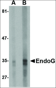 Monoclonal Anti-EndoG antibody produced in