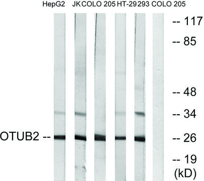 Anti-OTUB2 antibody produced in rabbit