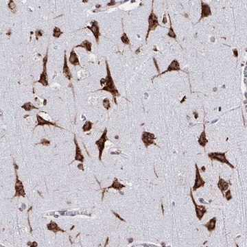 Anti-RFK antibody produced in rabbit