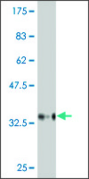 Monoclonal Anti-BAI2 antibody produced in