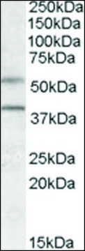 Anti-GPR81 antibody produced in goat