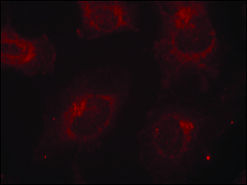 Anti-phospho-GAB1 (pTyr?²?) antibody produced in