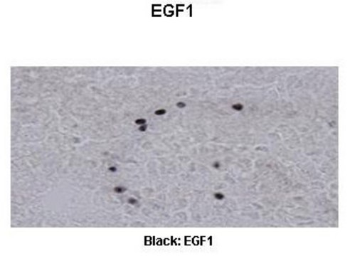 Anti-EGR1 antibody produced in rabbit