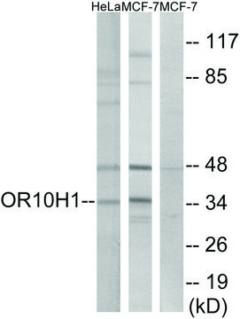 Anti-OR10H1 antibody produced in rabbit