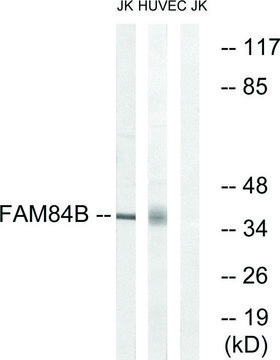 Anti-FAM84B antibody produced in rabbit