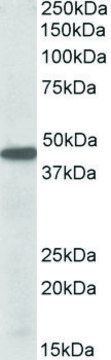 Anti-PBX1 antibody produced in goat